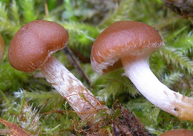 Una strana Galerina  lillipuziana